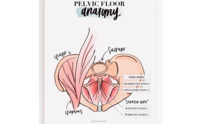Why is the pelvic floor important?