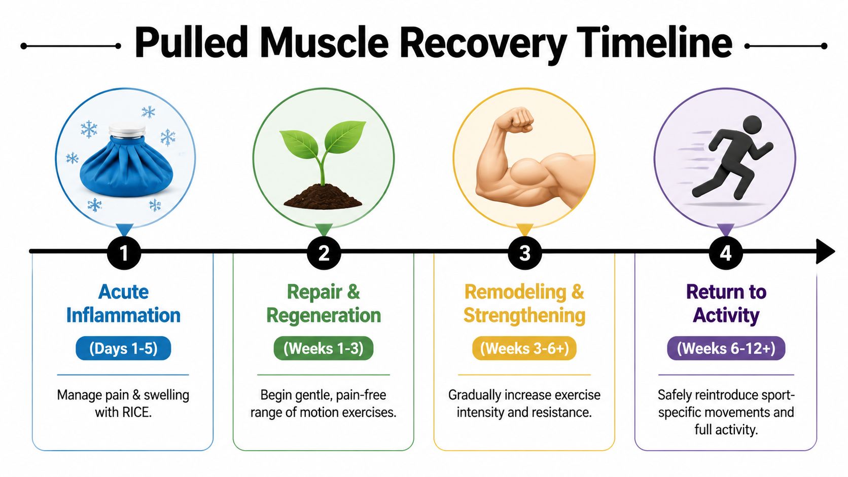A four-step infographic illustrating the recovery timeline and rehabilitation process for a pulled muscle injury.