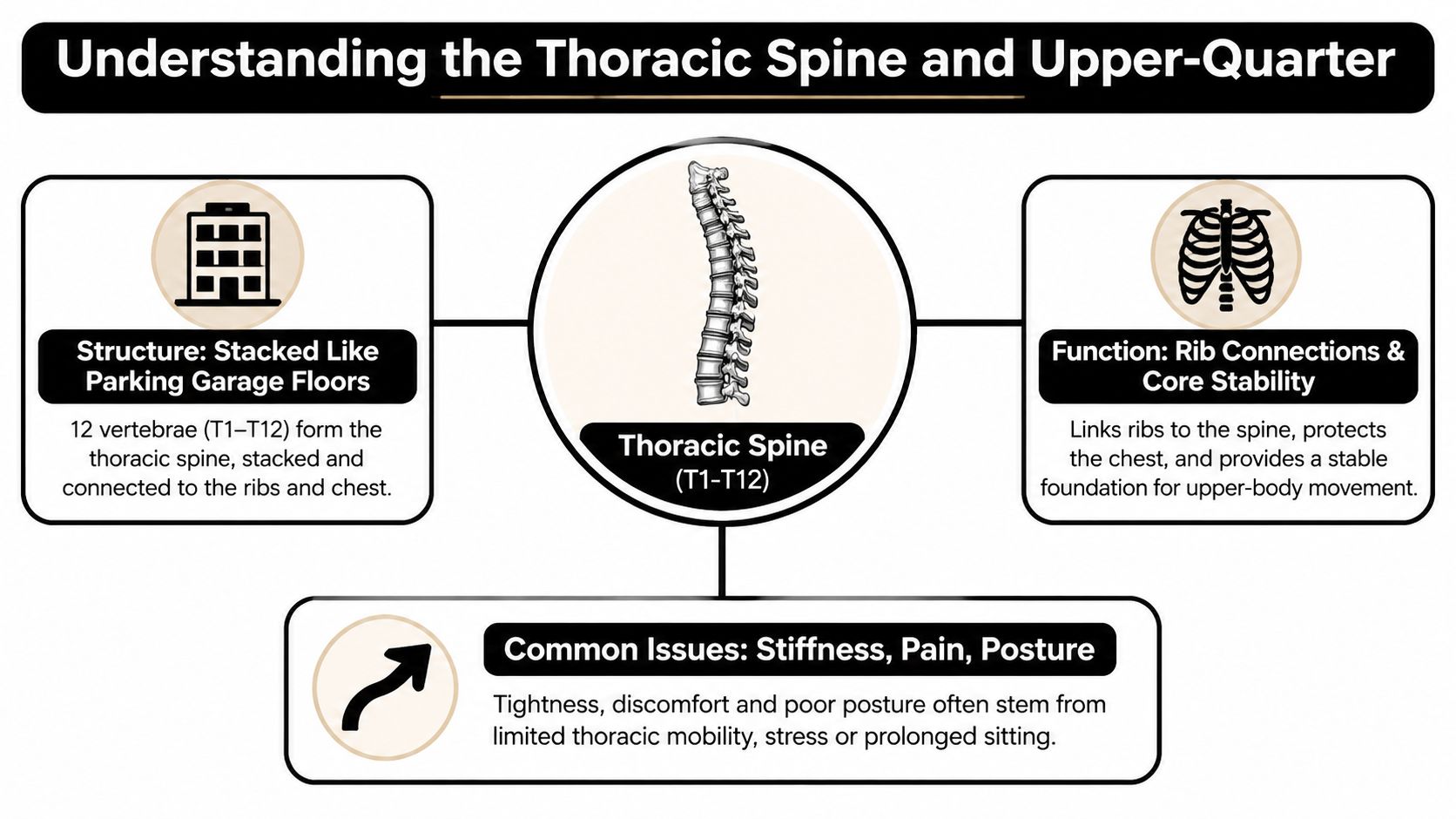 An infographic showing the thoracic spine anatomy, its function in rib stabilization, and common associated pain issues.